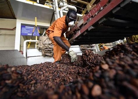Ghana I Coast To Re Examine Cocoa Industrys Sustainability Schemes Cocoa Post