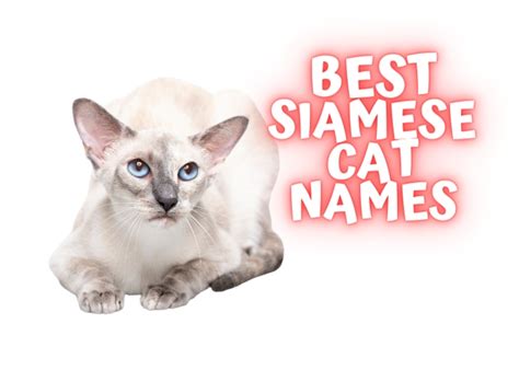 48 Top Pictures Cute Male Siamese Cat Names 300 Popular Siamese Cat