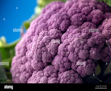 Purple Broccoli Garden Hi Res Stock Photography And Images Alamy