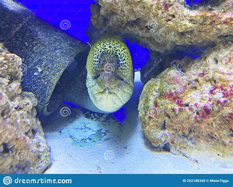 Closeup Of A Giant Moray Eel On Tropical Coral Reef Sandy Sea Bed Stock