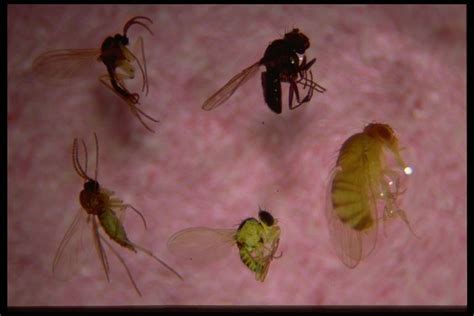 Bexar County Entomology Gnats Driving You Crazy