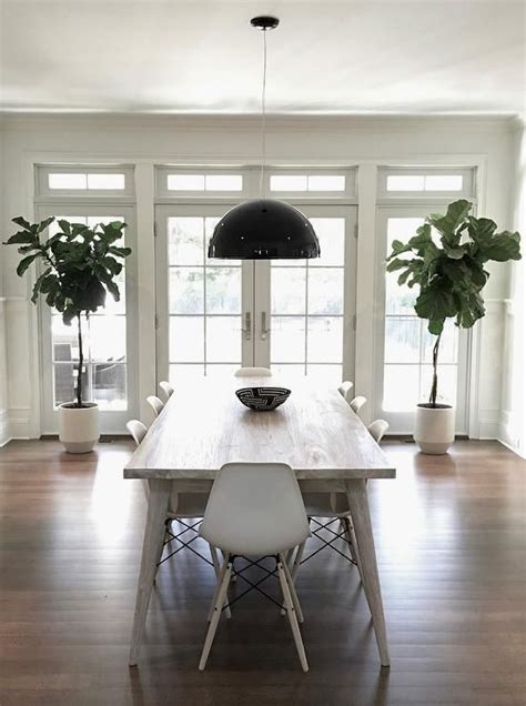 Fiddle Leaf Fig Plants Are Placed In Front Of Large Sidelights On