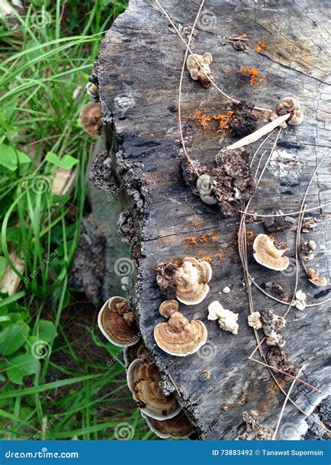 Growing Mushrooms On Logs And Stumps Stock Photo Image Of