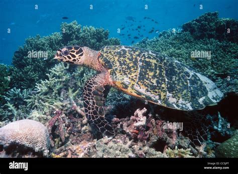 Hawksbill Turtle Eretmochelys Imbricata Swimming Over Coral Reef