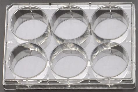 Celltreat 6 Well Cell Culture Plates ⋆