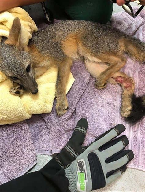 Fox Rescue Ca Wildlife Encounters Armor Hand Protective Gloves