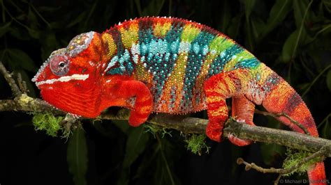 Top 7 Amazing Color Changing Animals In The World