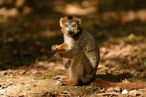 Crowned Lemur Eulemur Coronatus Zoochat