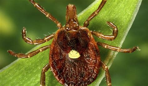 A Meat Allergy Caused By Tick Spit Is Getting More Common Cdc Says