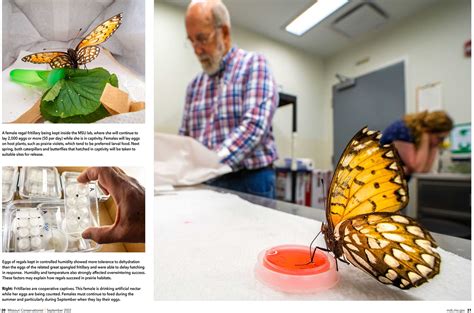 Missouri Conservationist – Regal Fritillary (September 2022 Issue