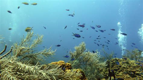 Under Water Zoom Background