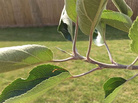 Apple Tree Leaf Curling — Bbc Gardeners World Magazine