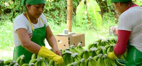 Good Practices In The Banana Industry Banana Link
