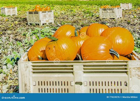 Plump Pumpkin Harvest Stock Photo Image Of Saanich Farmers 77624576