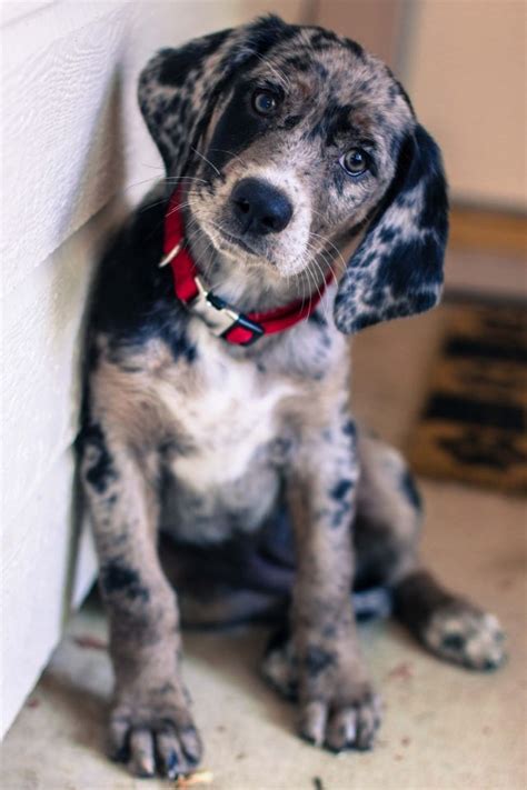 Best 25 Bluetick Coonhound Ideas On Pinterest Blue Tick