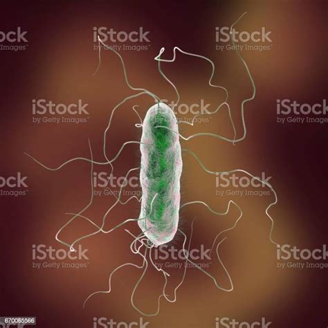 Proteus Mirabilis Bacterium Stock Illustration Download Image Now