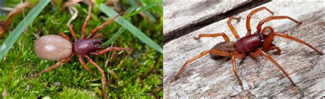 The 29 Most Common Spiders Found In Virginia Nature Blog Network