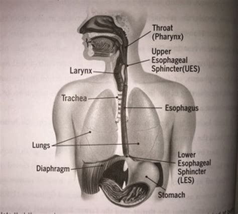 Anatomy Of Throat And Esophagus Hot Sex Picture