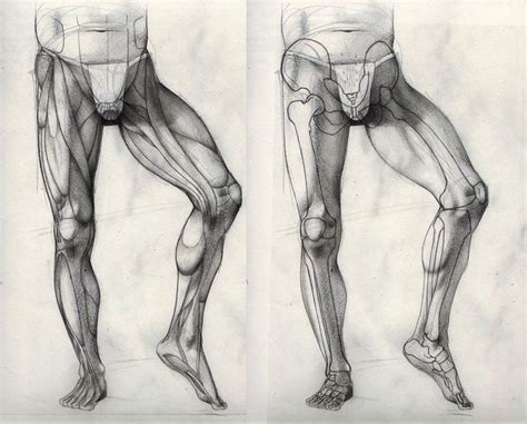 Resultado De Imagen Para Legs Muscles Drawing Leg Anatomy Human