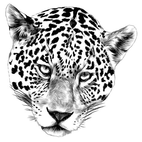 Jaguar Head Drawing At Getdrawings Free Download