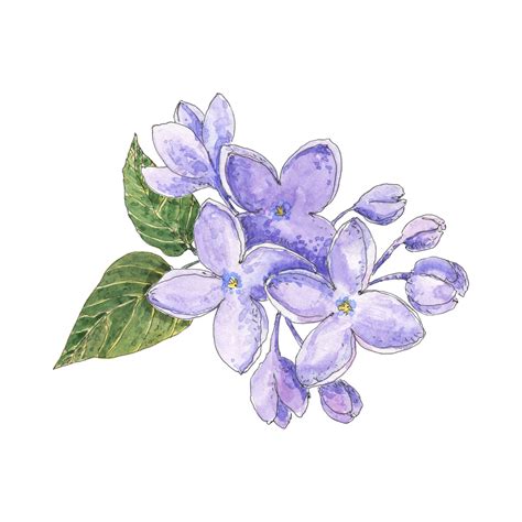 Lilac Hand Drawn Watercolor Floral Illustration In Sketching Style By