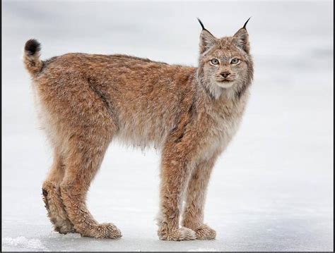 Lynx Denali National Park Alaska Wild Cats Pinterest