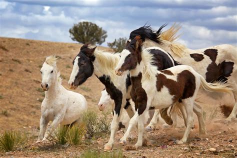 Wild Horses Of Placitas Free Roaming Horses Placitas Nm Flickr