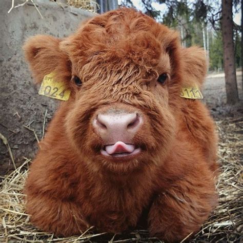 Top 30 Cutest Animals Of The Month Game Of Spoons Cute Baby Cow