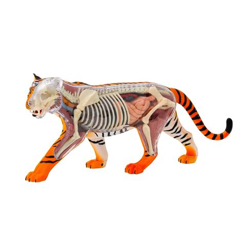 Bengal Tiger Diagram