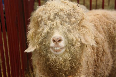 Кудрявая овца красивые фото и картинки — Каталог Фото