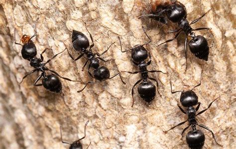 Blog All The Ways Ants Get Into Daphne Al Homes