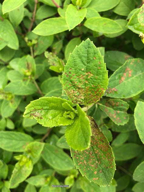 Brown Spots On Hydrangea Leaves In The Hydrangeas Forum