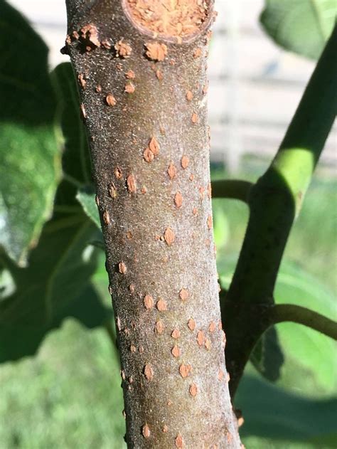 Common Tree Diseases That You Should Know About Prickly Post