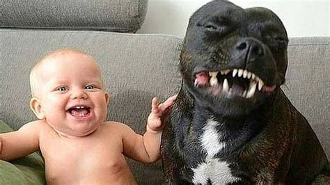 Pit Bull Protects Baby Compilation Youtube