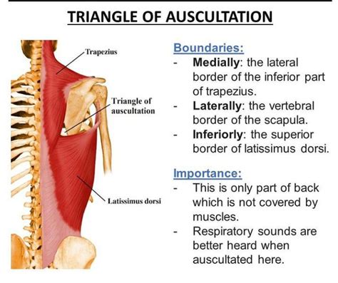 Triangle Of Auscultation Medizzy