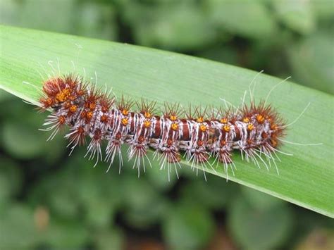 Check spelling or type a new query. Identifying Australian Caterpillars