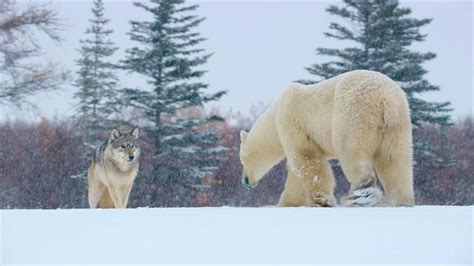 Wolf Pack And Polar Bear Face Off In The Canadian Arctic