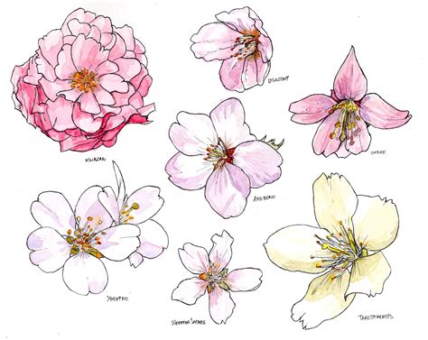 1984x1578 Cherry Blossom Flower Drawing Drawn Cherry Blossom Sakura