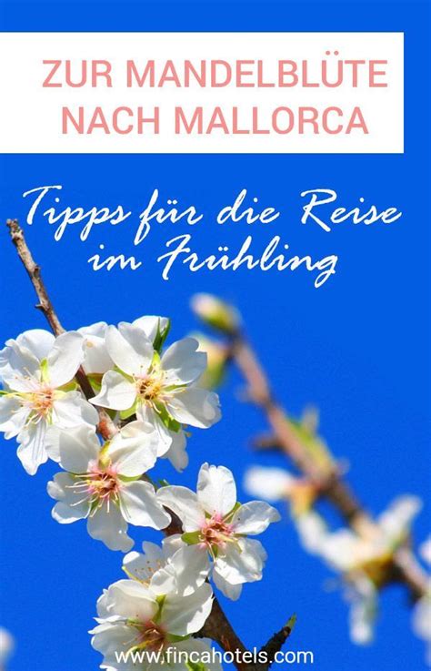 Wann genau die bäume zu blühen anfangen, ist natürlich nicht mit. Mandelblüte Mallorca - Tipps für deinen Urlaub im Frühling ...