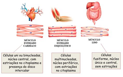 Tecido Muscular Histologia Interativa