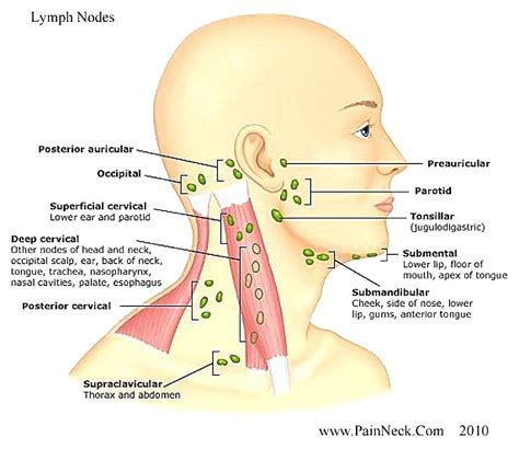 List 95 Pictures Pictures Of Lymph Nodes In Neck Sharp