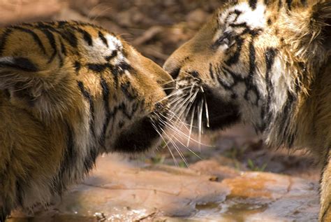 Filebengal Tigers Karnataka India Wikimedia Commons