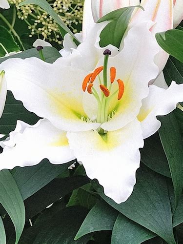 Buy Lily Bulbs Lilium Sunny Azores Oriental Lily Gold Medal Winning