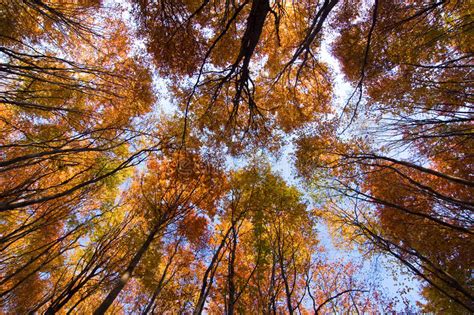 Look Up In The Autumn Forest Stock Photo Image Of Shine Larch