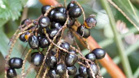 Saw Palmetto Benefits Side Effects And Dosage