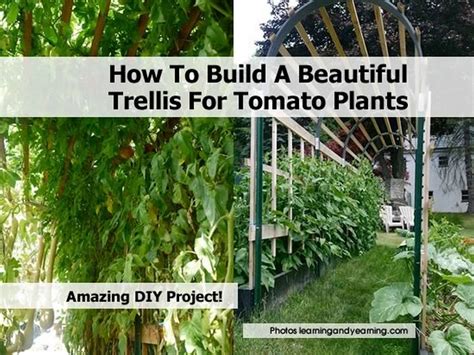 How To Make Trellis For Tomatoes My Joan Crawford Approved Tomato