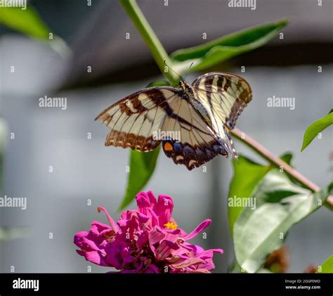 Butterfly In Flight Stock Photo Alamy