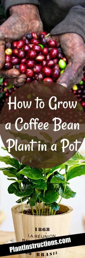 How To Grow Coffee Plants In Pots Plant Instructions