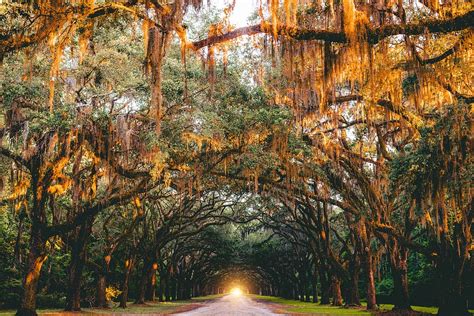 Hd Wallpaper Landscape Photography Of Pathway Between Trees Pathway