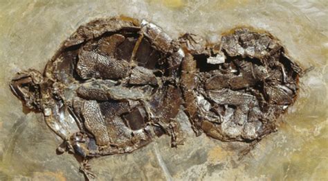 Prehistoric Fossilized Eocene Epoch Turtles Died Locked In